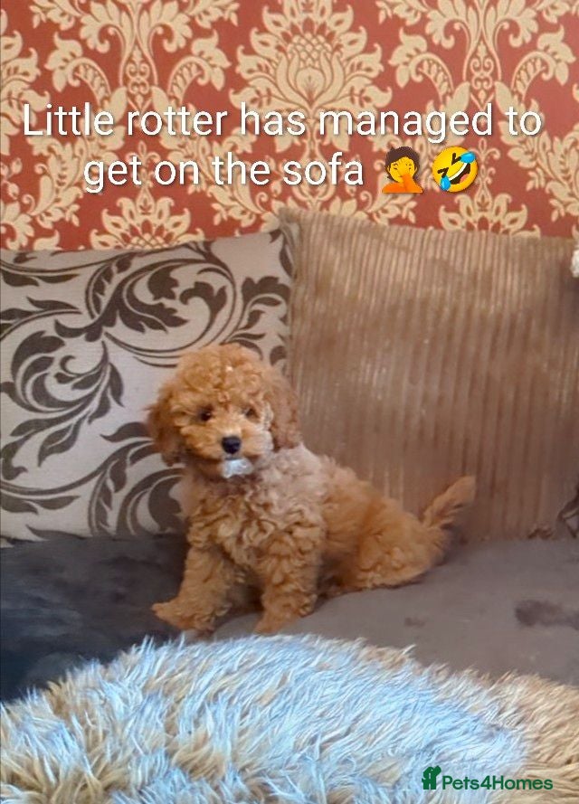 Cavapoo dogs Toy/Small Cavapoo Puppies – Ready 🐾 4💙 2🩷 - Advert 15