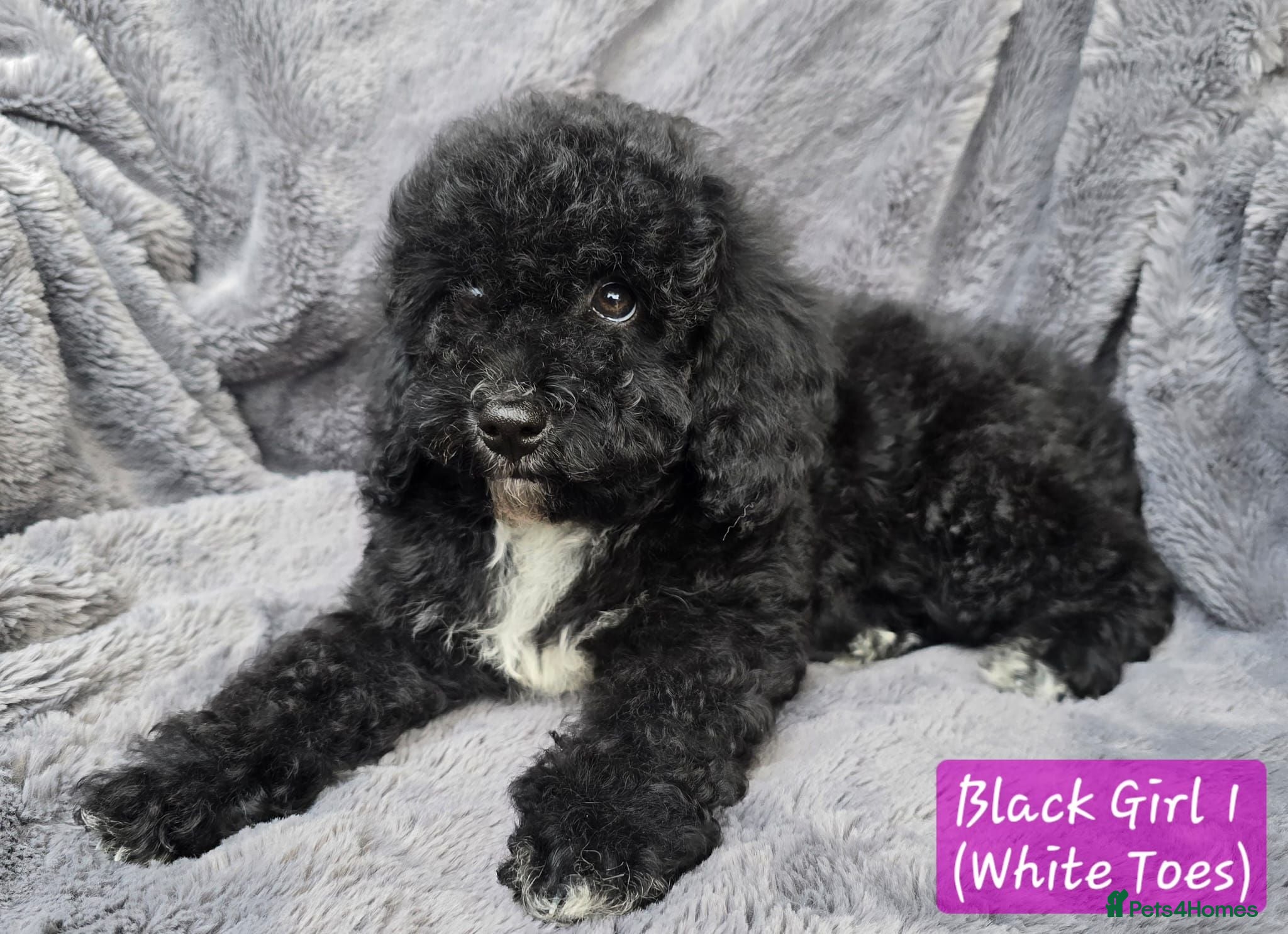 Cavapoo dogs Last girl! Adorable litter of Cavapoos *READY NOW* - Advert 2