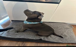 Staffordshire Bull Terrier dogs for sale: 💥READY TO LEAVE NOW 💥 PURE BLUE STAFFS PUPS🩵 in Barnsley - Image 9