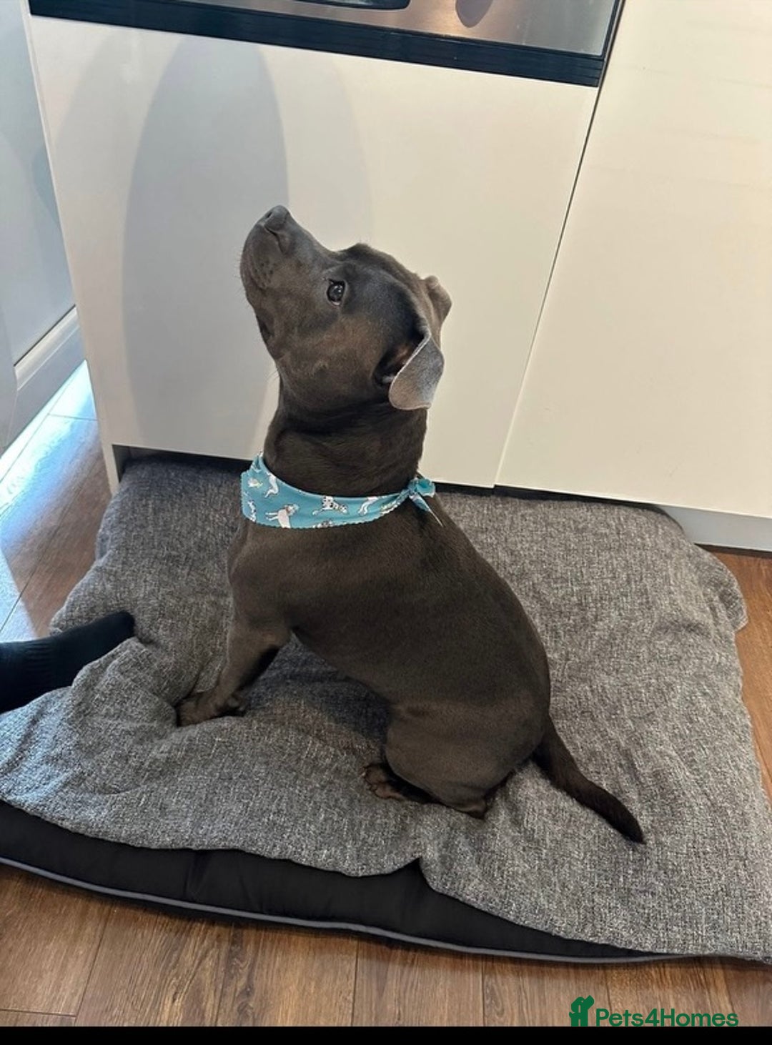 Staffordshire Bull Terrier dogs for sale: 💥READY TO LEAVE NOW 💥 PURE BLUE STAFFS PUPS🩵 in Barnsley - Image 9