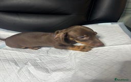 Miniature Dachshund dogs for sale: Beautiful Miniature Dachshunds  - Image 11