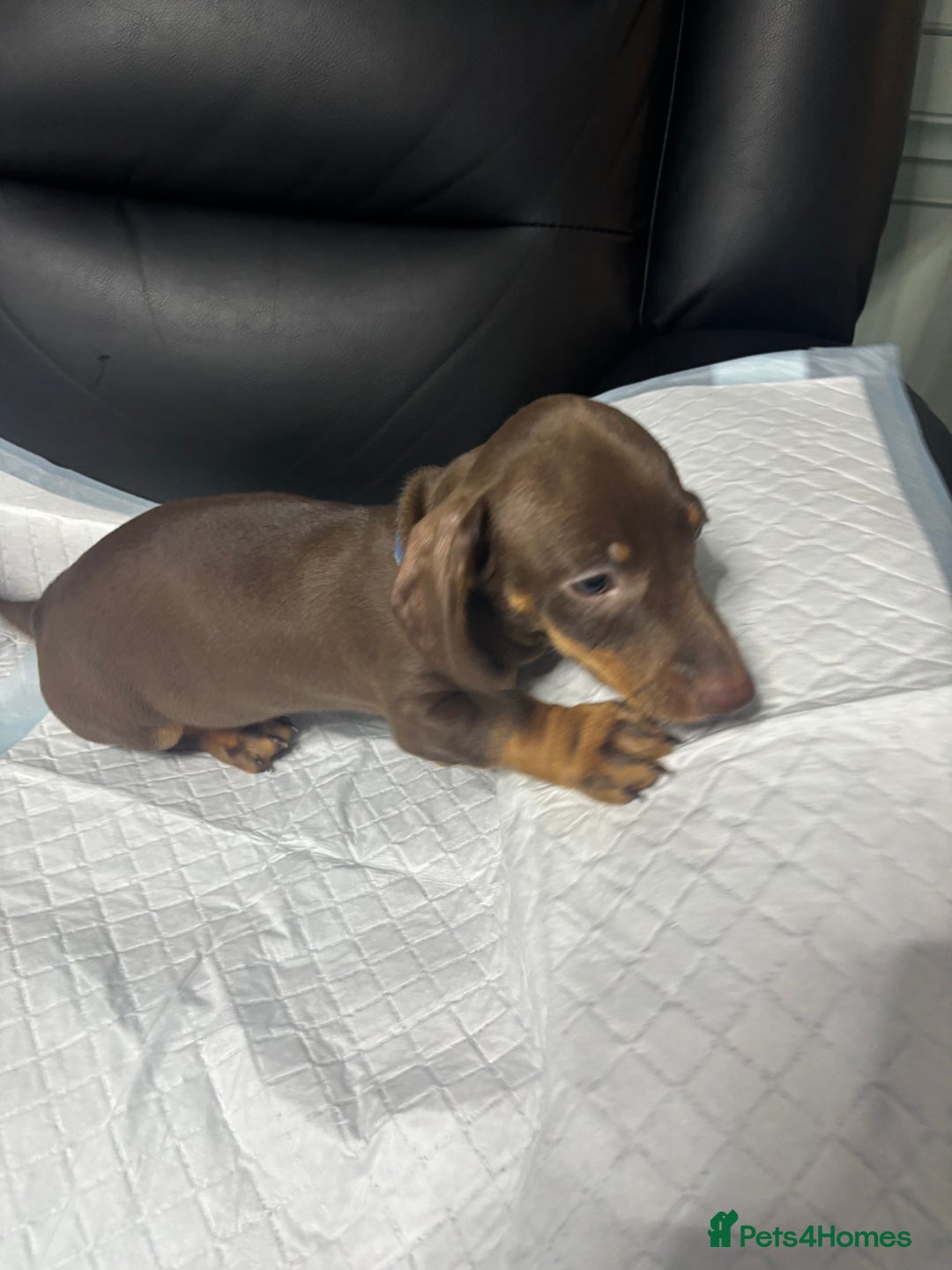 Miniature Dachshund dogs for sale: Beautiful Miniature Dachshunds  - Image 11