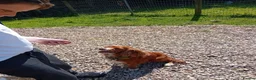 Cockapoo dogs for sale: Beautiful cockerpoos in Chichester - Advert 25