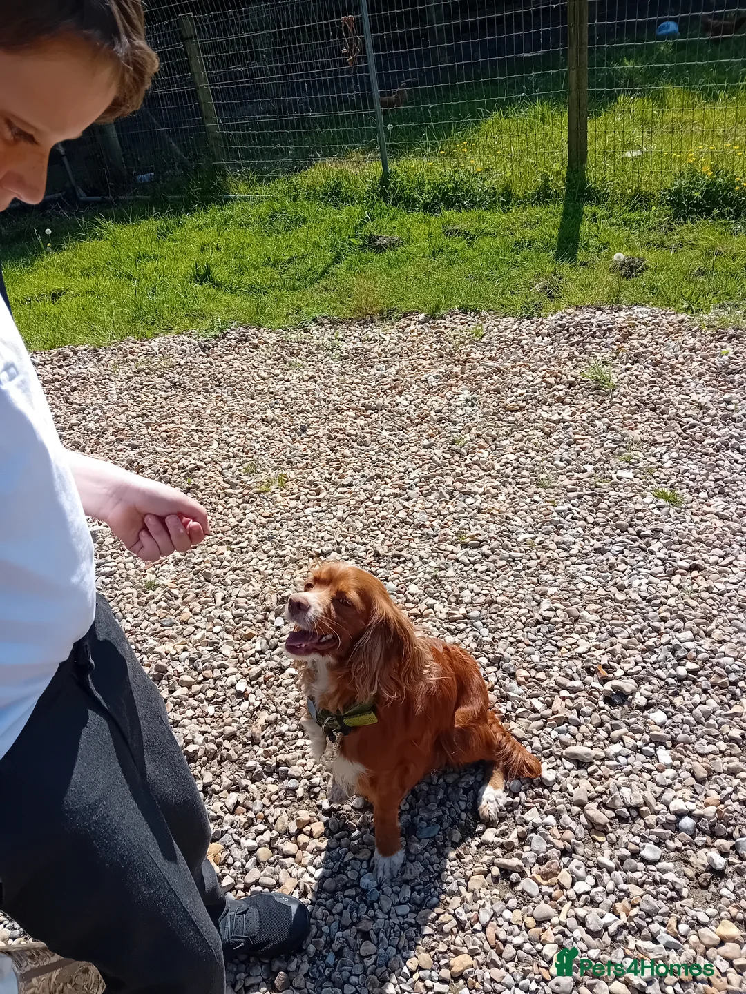Cockapoo dogs for sale: Beautiful cockerpoos in Chichester - Advert 25