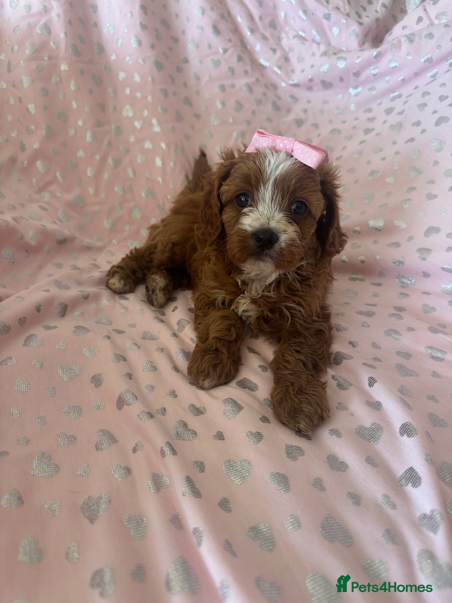Cavapoo dogs 2 beautiful female cavapoos - Advert 1