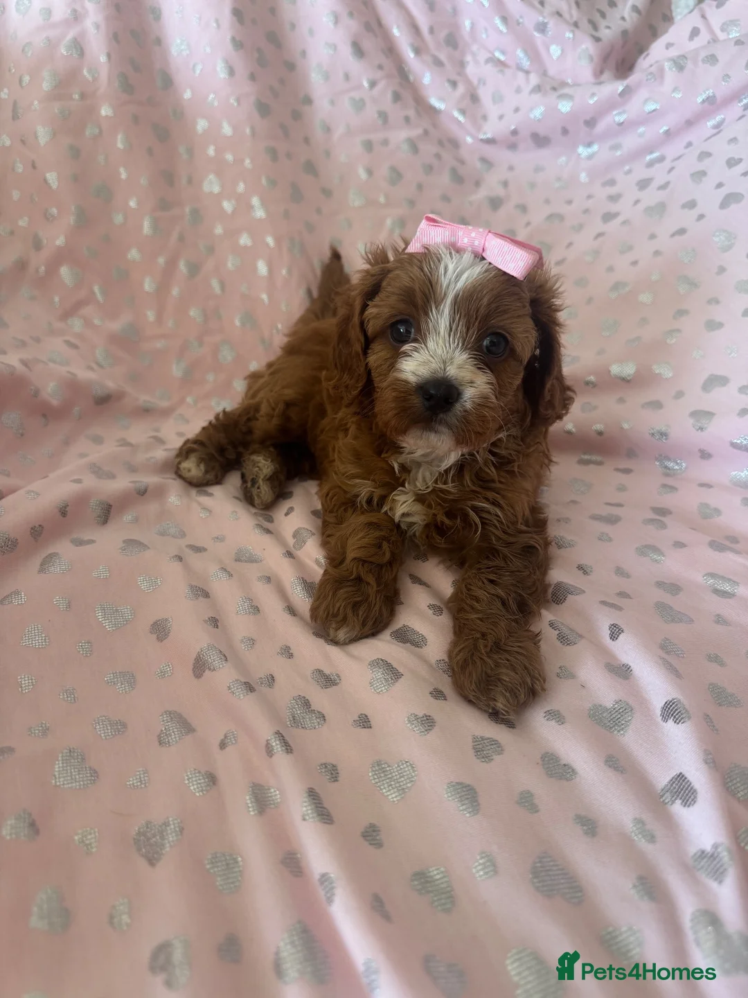 Cavapoo dogs for sale: 2 beautiful female cavapoos - Advert 1