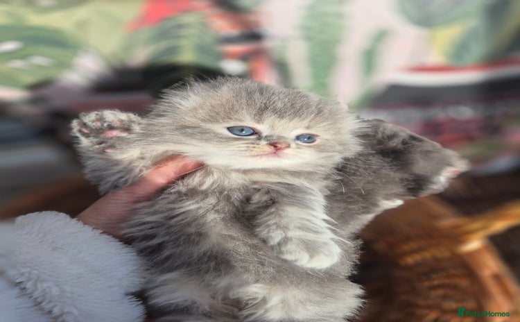 Scottish Fold cats - Advert 4