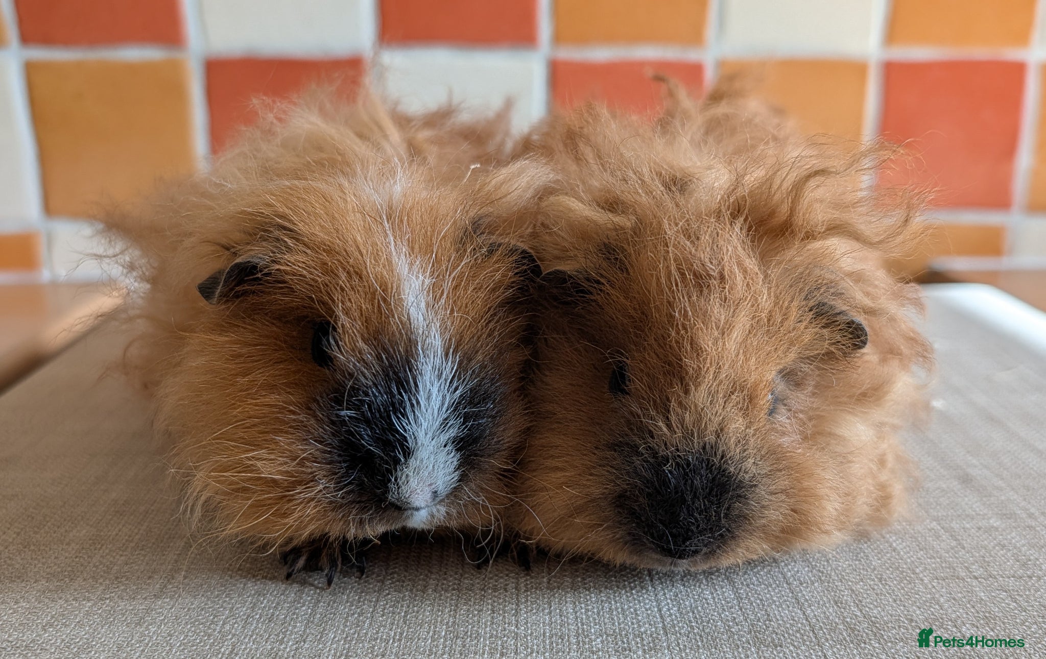 Guinea Pig rodents Gorgeous brothers looking for their forever home - Advert 2