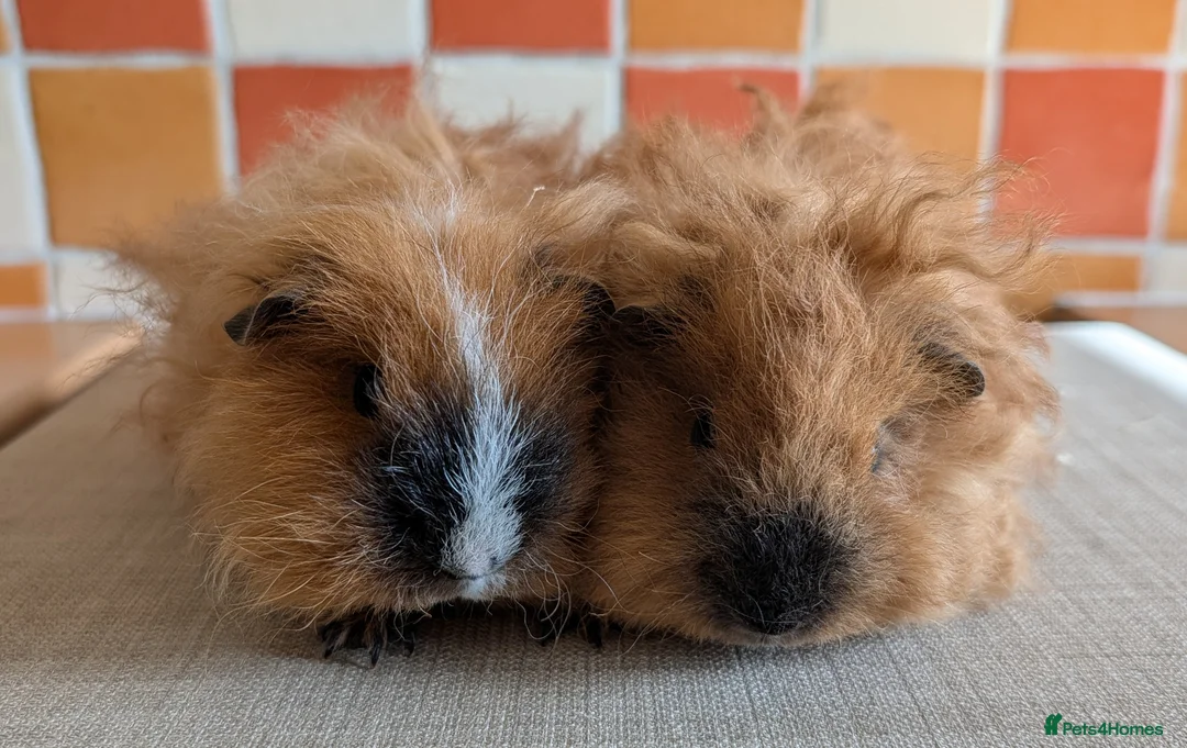Guinea Pig rodents for sale: Gorgeous brothers looking for their forever home - Advert 1