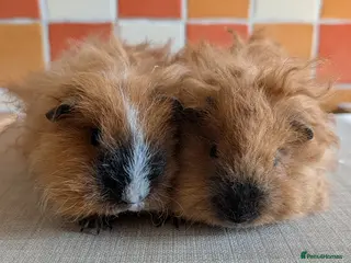 Guinea Pig rodents Gorgeous brothers looking for their forever home - Advert 2
