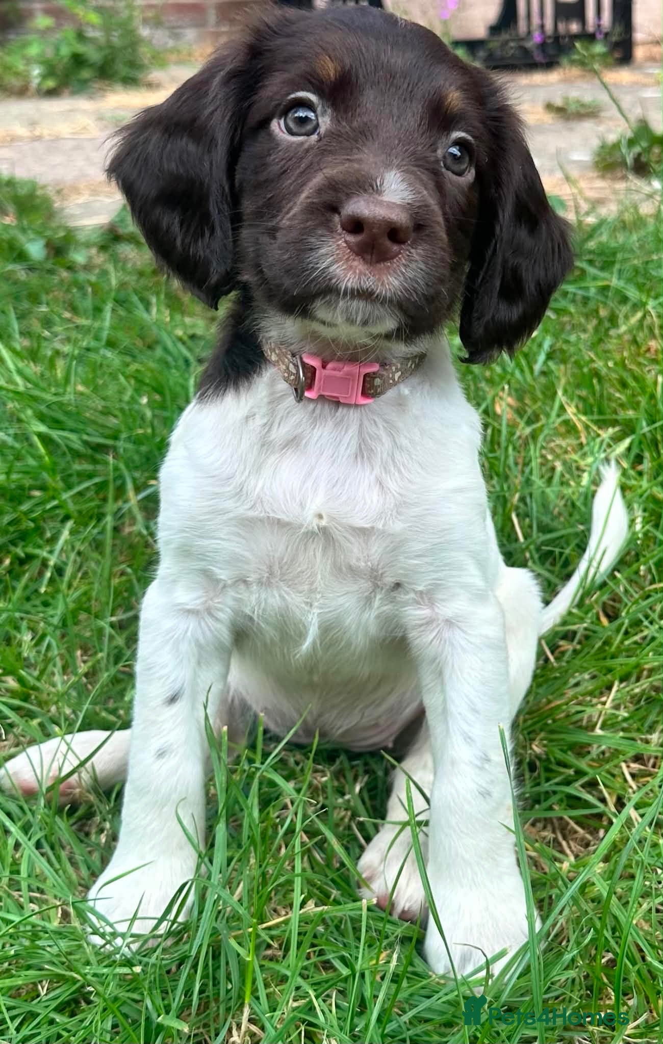 English Springer Spaniel dogs English Springer Spaniel, KC registered puppies - Advert 13