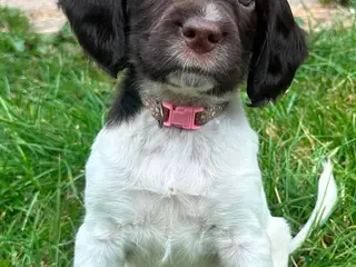 English Springer Spaniel dogs English Springer Spaniel, KC registered puppies - Advert 4