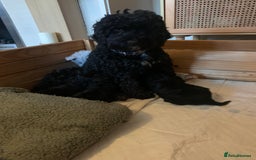 Cockapoo dogs for sale: F2 cockapoo puppies  - Image 4
