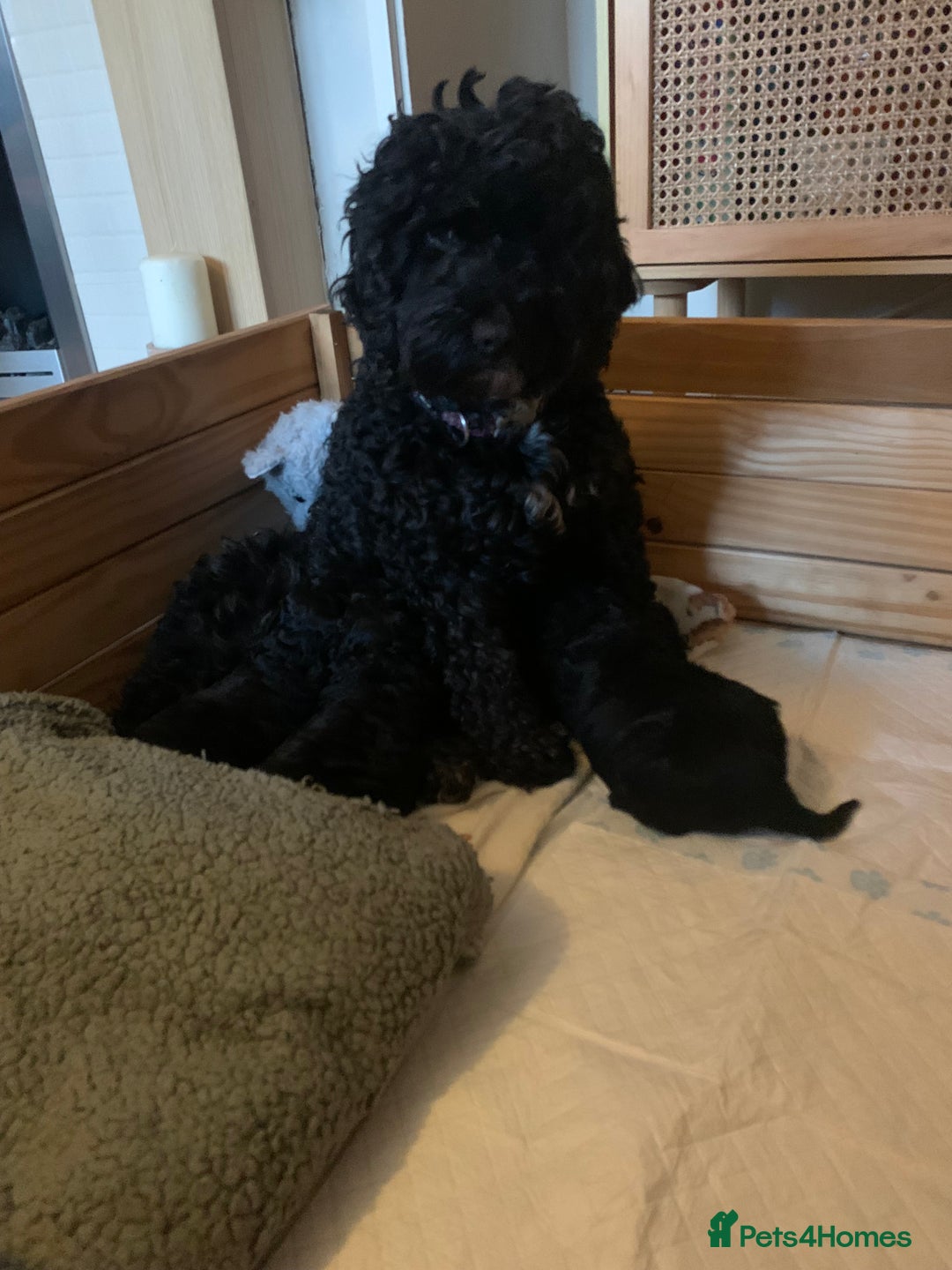 Cockapoo dogs for sale: F2 cockapoo puppies  - Image 4