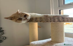 British Shorthair cats for sale: British bicolour shorthaired boy named ‘Biscuit’. - Image 5