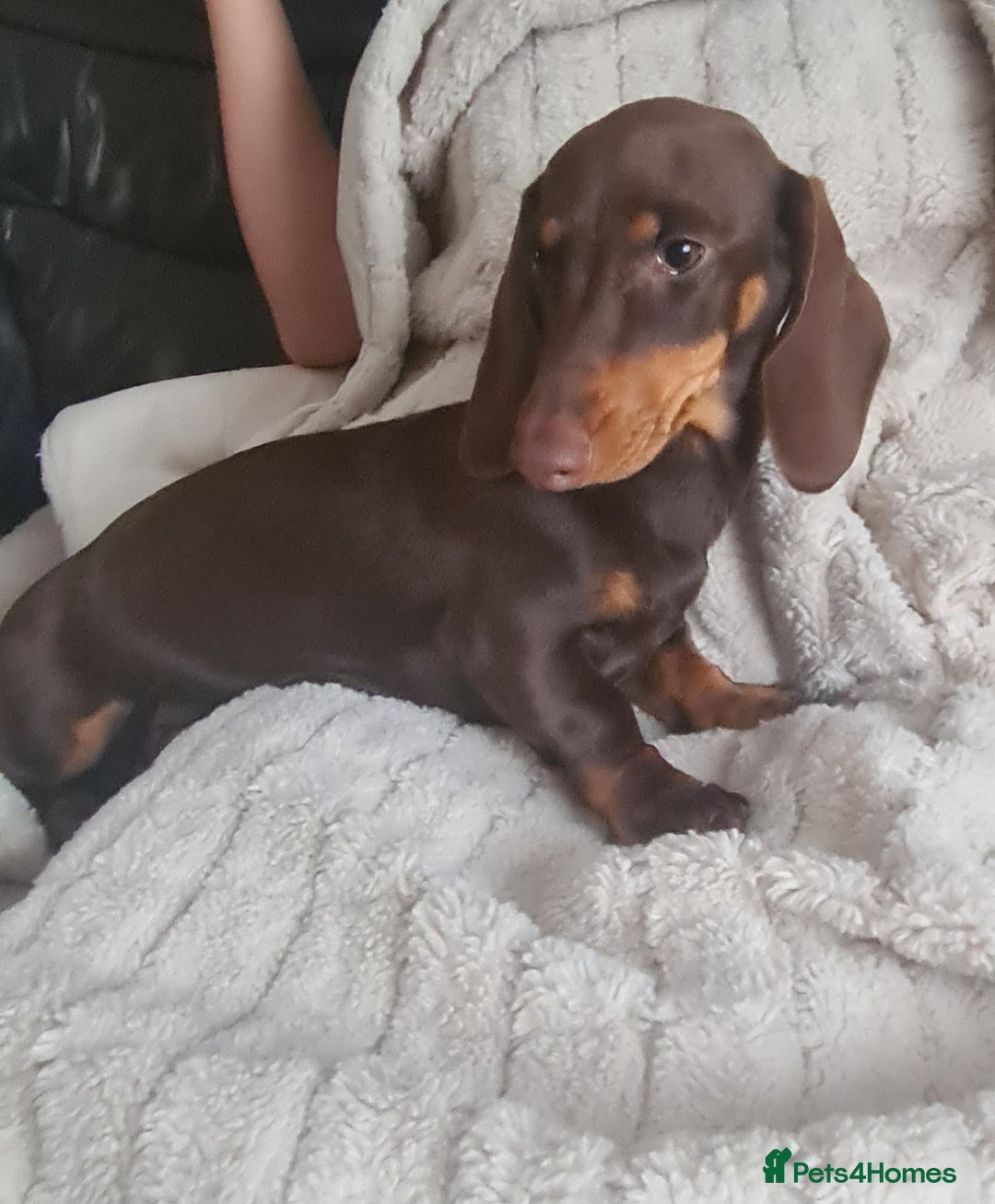 Miniature Dachshund dogs for sale: KC registered chocolate miniature dachshund  - Advert 4