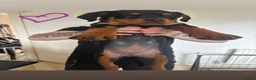 Rottweiler dogs for sale: READY TO GO! Rottweiler pups  - Advert 7
