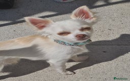 Chihuahua dogs for sale: Beautiful chihuahuas  - Image 7
