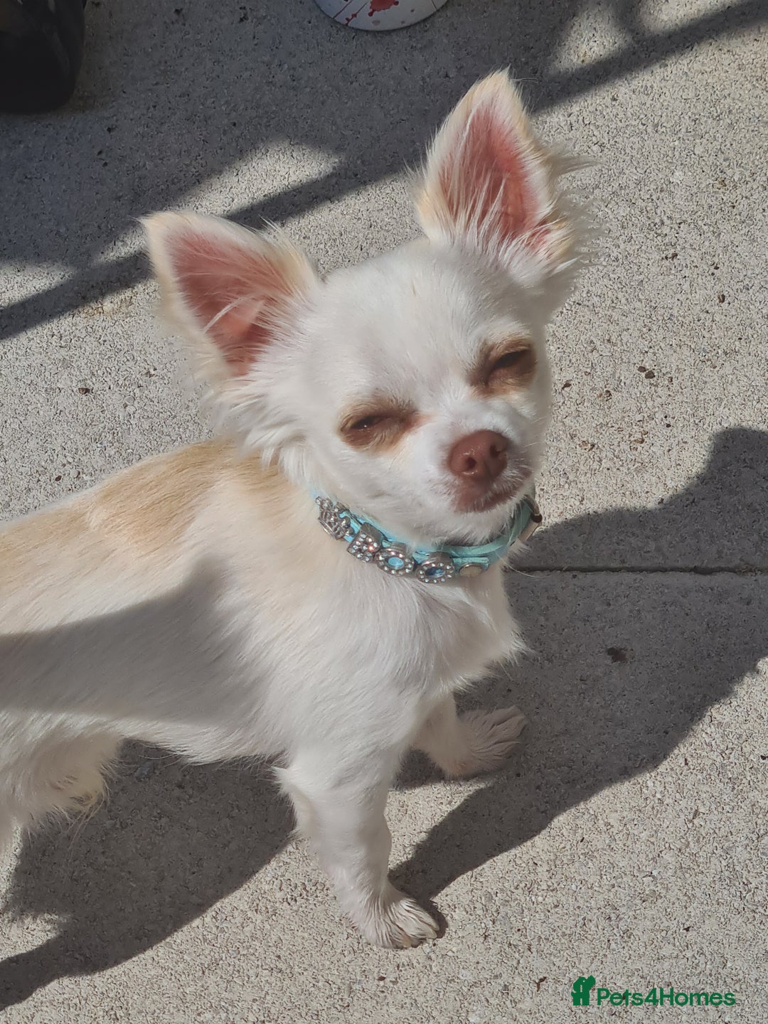 Chihuahua dogs for sale: Beautiful chihuahuas  - Image 7
