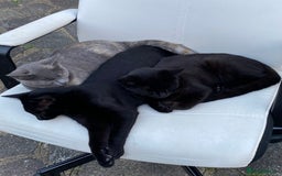 Domestic Shorthair cats for sale: 3 4 month old kittens available for pickup ASAP - Image 10