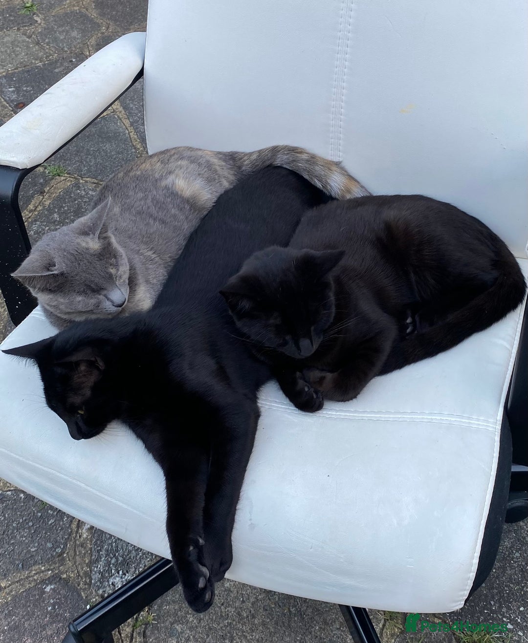 Domestic Shorthair cats for sale: 3 4 month old kittens available for pickup ASAP - Image 10