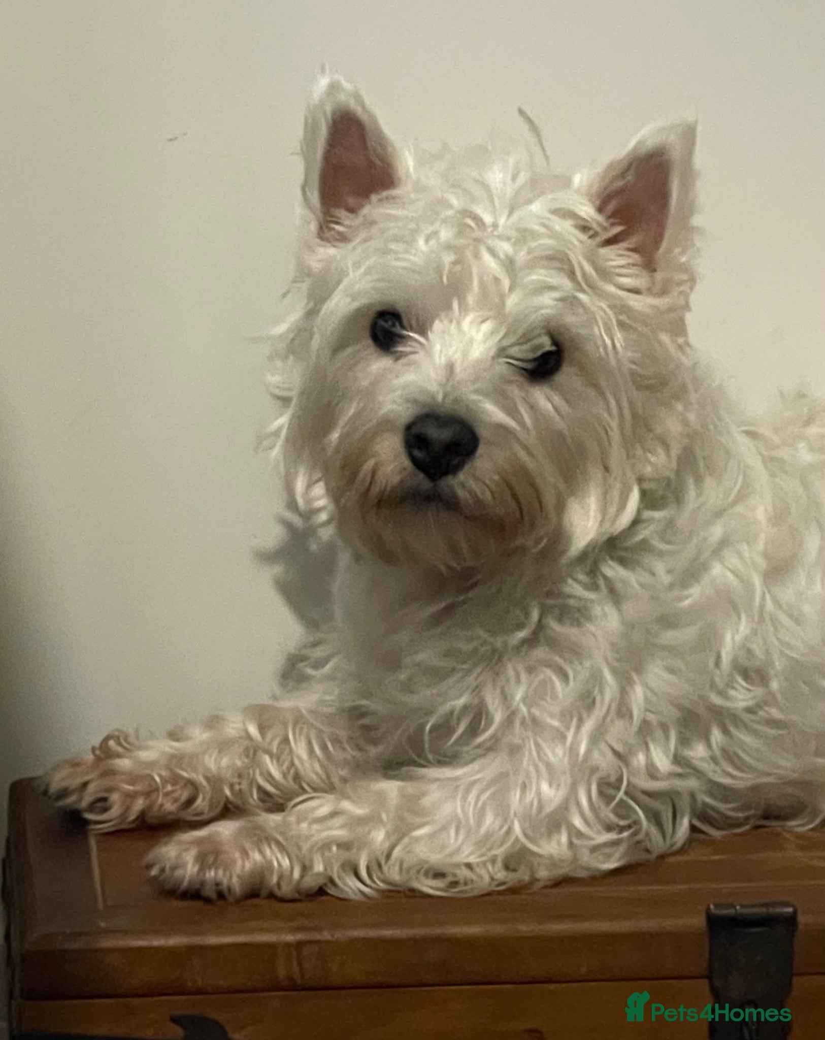 West Highland Terrier dogs for sale: Beautiful Westie puppies  - Advert 6