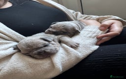 French Bulldog dogs for sale: Lilac Merle and Cream ghost Merle  in Stoke-on-Trent - Image 26
