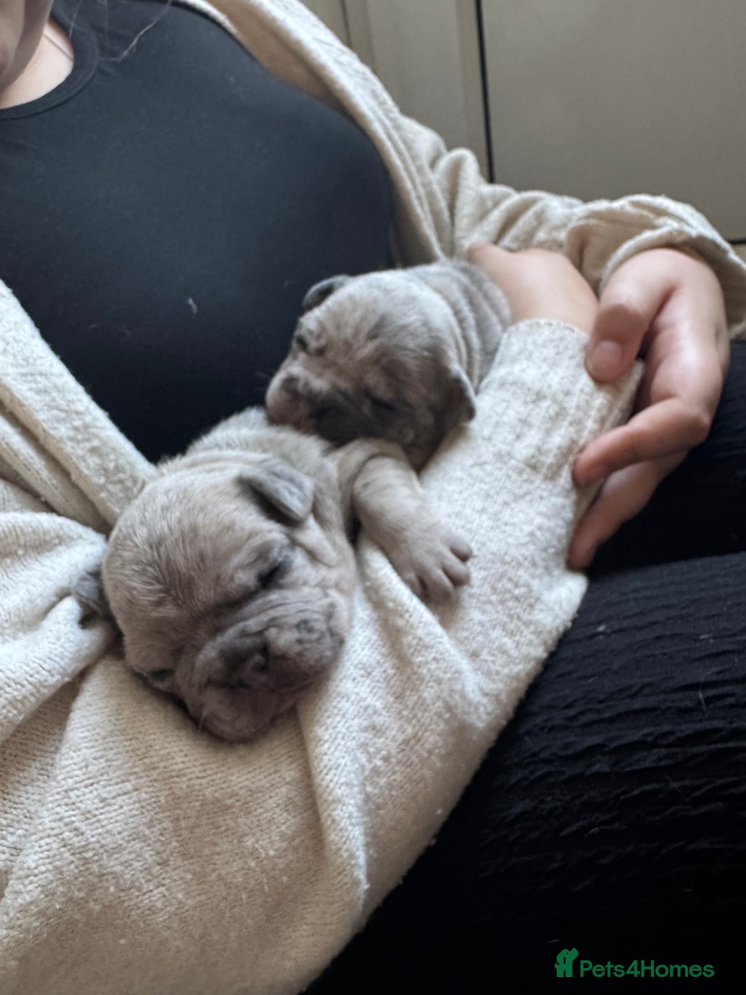 French Bulldog dogs for sale: Lilac Merle and Cream ghost Merle  in Stoke-on-Trent - Image 26