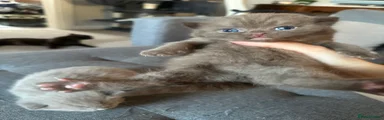 British Shorthair Kitten 2