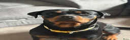 Rottweiler dogs for sale: Nova  in Nottingham - Advert 1