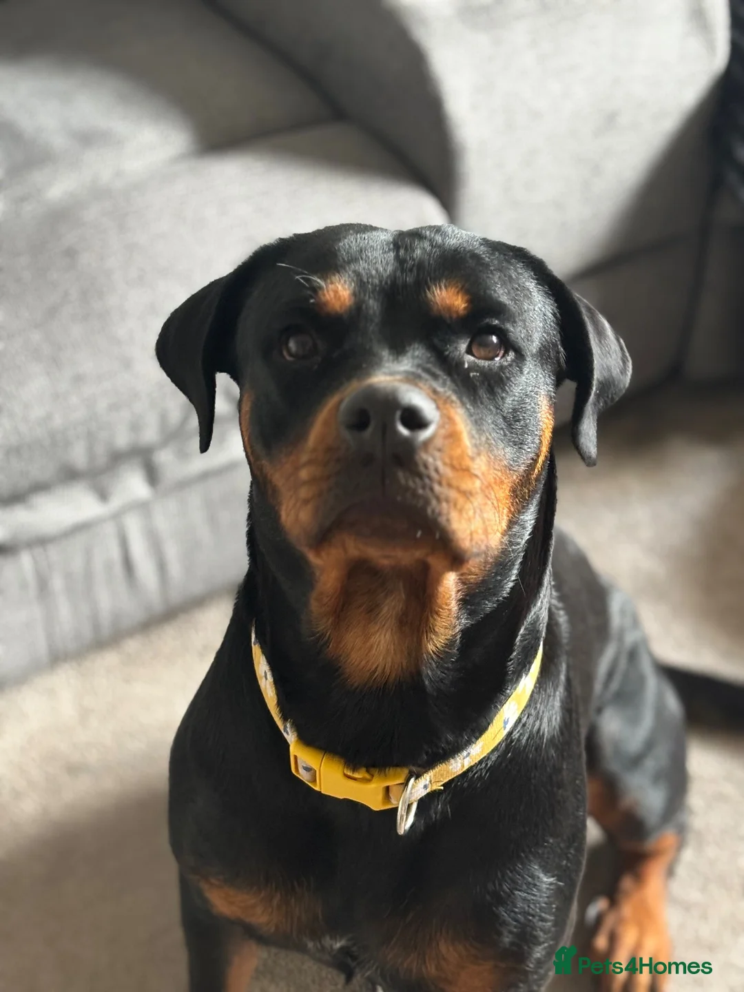 Rottweiler dogs for sale: Nova  in Nottingham - Advert 1