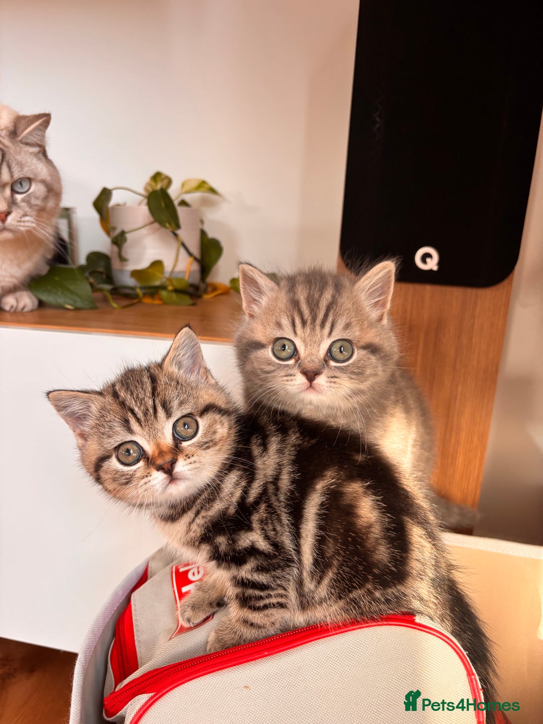 British Shorthair cats for sale: Sunning BSH kittens - ready for  **   - Advert 6