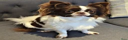 Chihuahua dogs for stud: KC reg-Heath Tested-Proven Stud - Advert 2