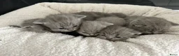 British Shorthair cats for sale: Gorgeous British shorthair kittens  - Advert 14