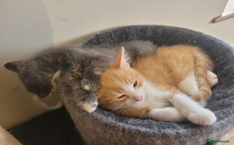 Mixed Breed cats - Advert 1