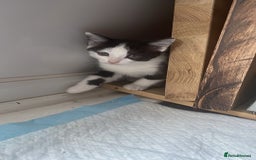 Abyssinian cats for sale: Female kitten available! - Image 3
