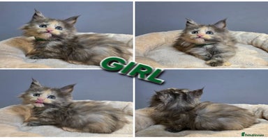 Maine Coon cats Pure breed Maine Coon Kittens  - Advert 1