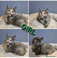 Maine Coon cats Pure breed Maine Coon Kittens - Advert 6