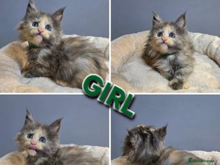 Maine Coon cats Pure breed Maine Coon Kittens - Advert 15