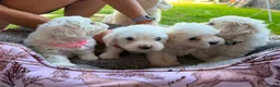 Mixed Breed dogs for sale: Bichon frise  in Bedford - Advert 20