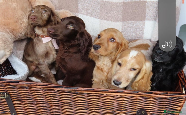 Cocker Spaniel dogs - Advert 3