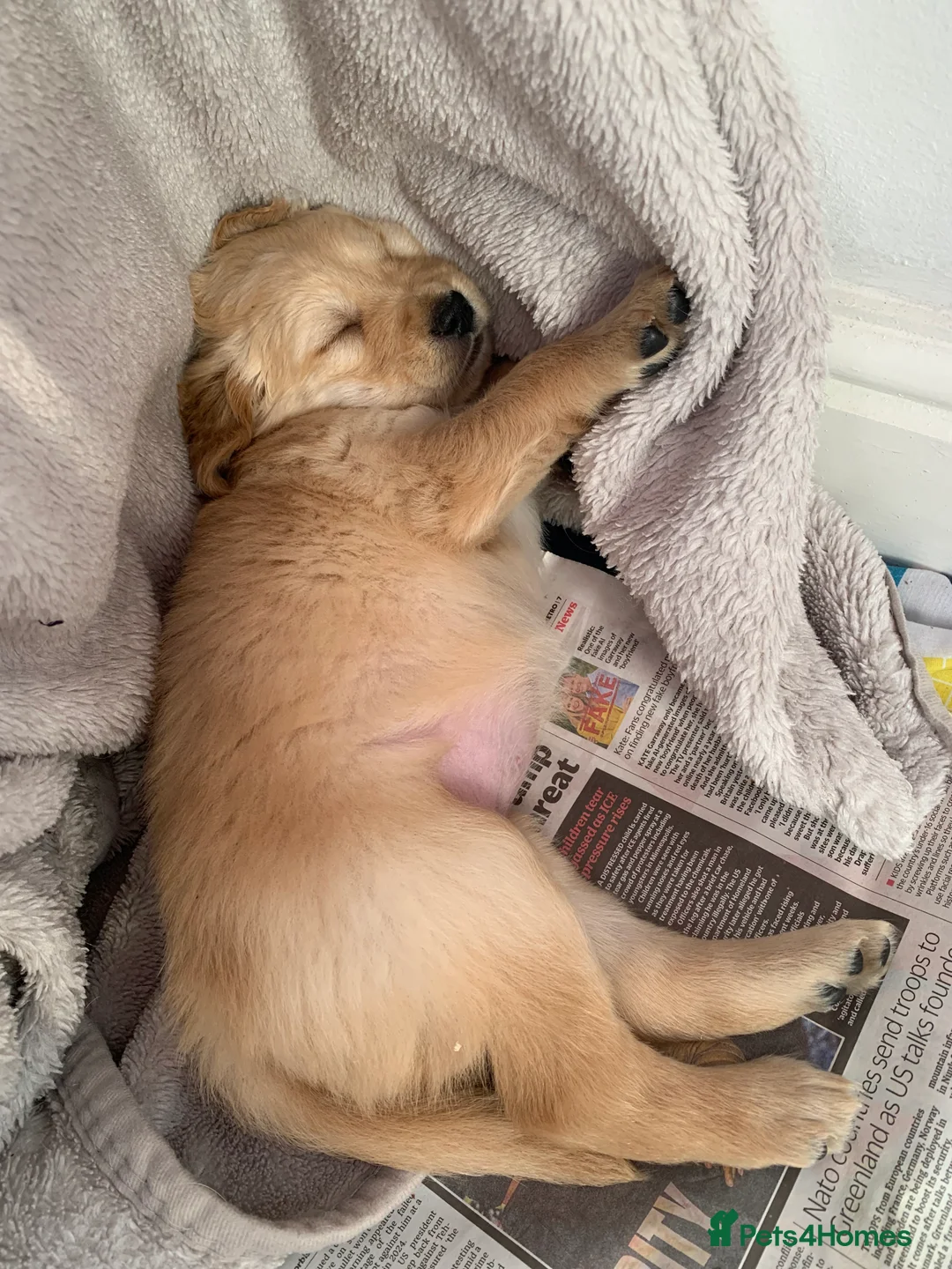 Golden Retriever dogs for sale: Beautiful Golden retrievers  - Advert 5