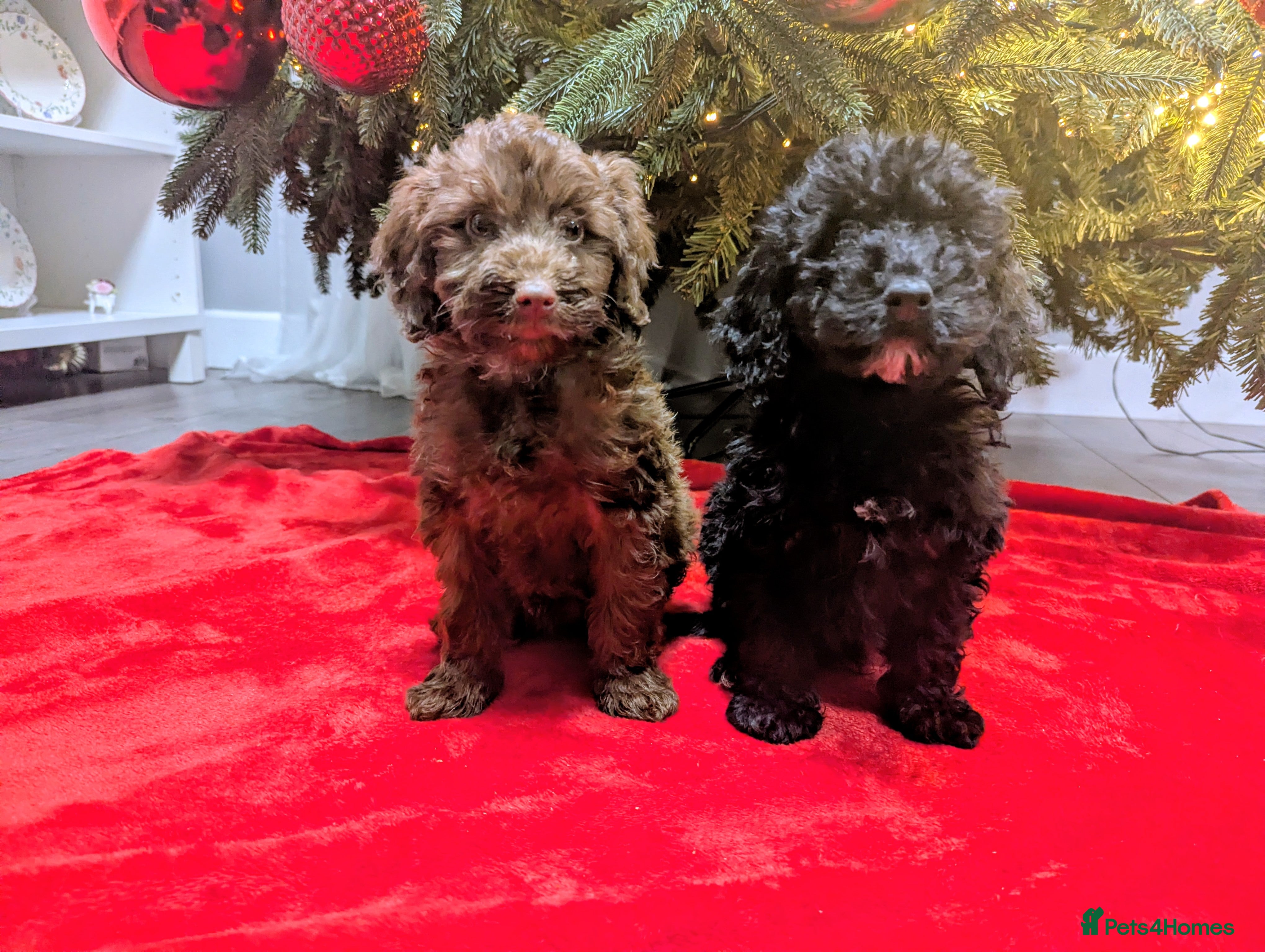 Cockapoo dogs 🐶 3 Left- Ready to Leave 🐶 - Advert 18