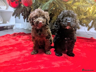 Cockapoo dogs 🐶 3 Left- Ready to Leave 🐶 - Advert 18