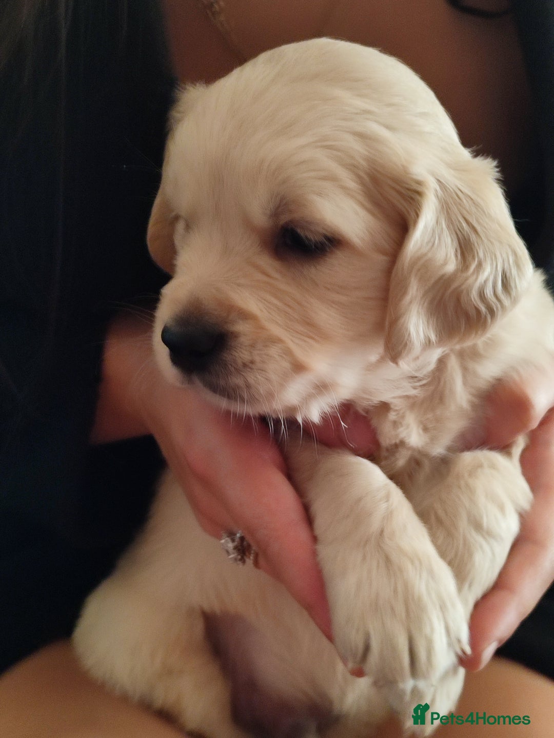 Golden Retriever dogs for sale: Golden Retriever Puppies For Sale - Image 10