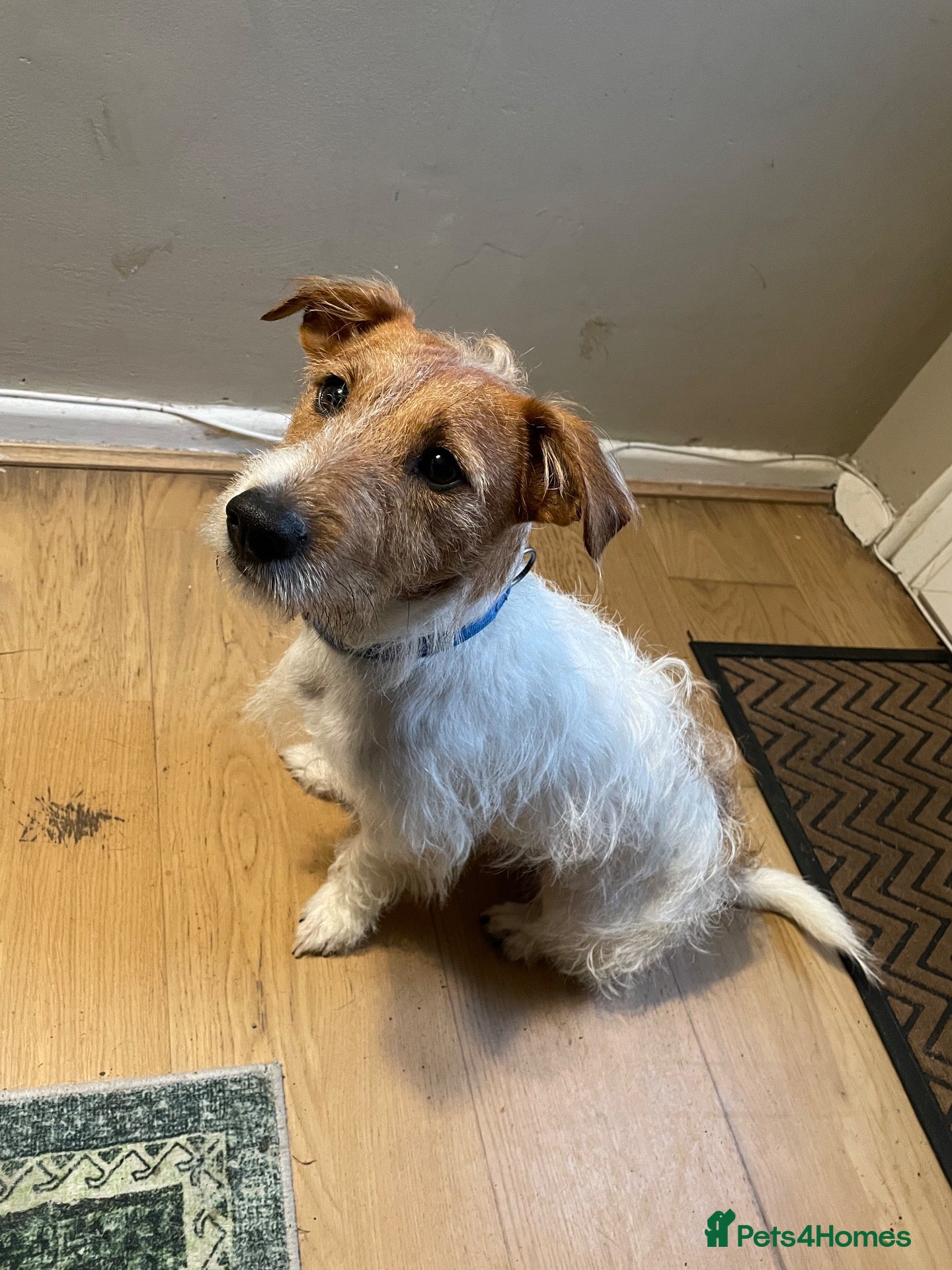 Jack Russell dogs STUD JACK RUSSELL - Advert 1