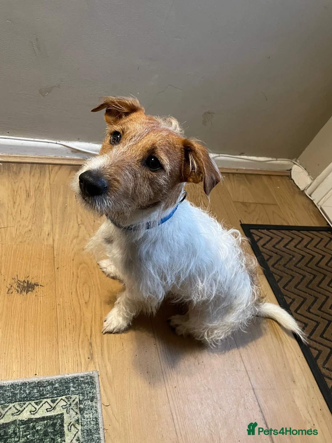 Jack Russell dogs for stud: STUD JACK RUSSELL in Crewkerne - Advert 1