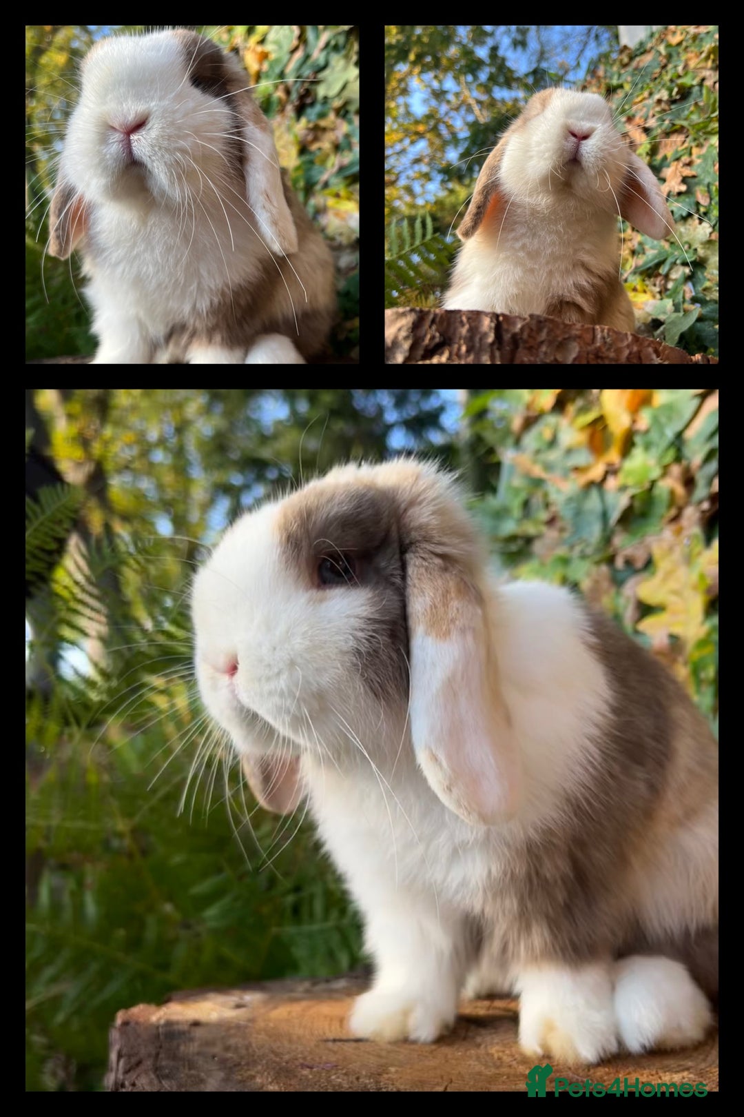 Mini Lop rabbits for sale: Mini Lop Rabbits Waitlist 2026 - Advert 3