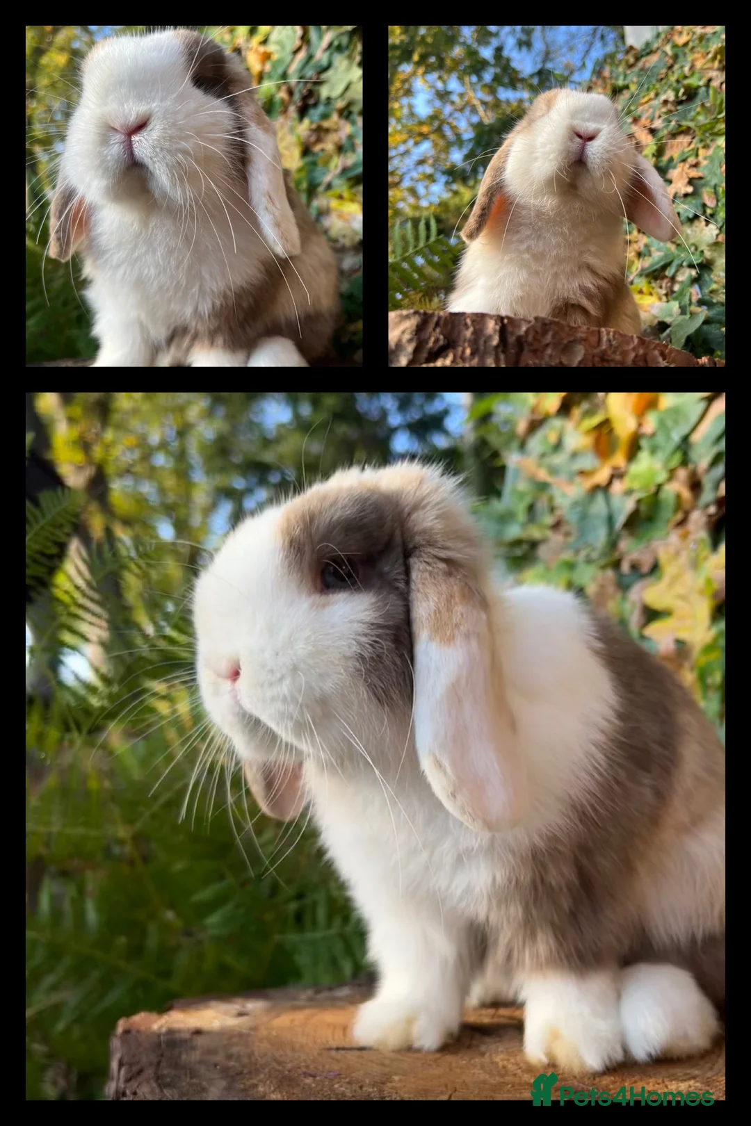 Mini Lop rabbits for sale: Mini Lop Rabbits Waitlist 2026 - Advert 8