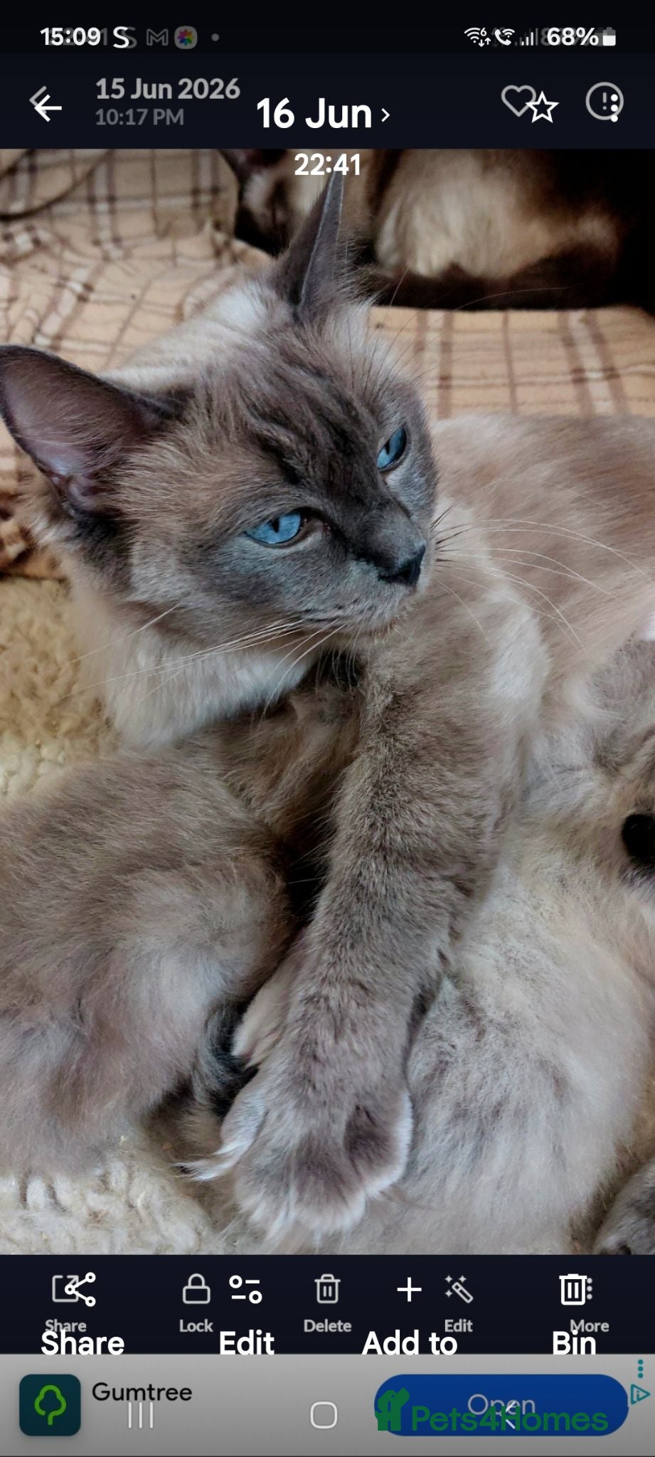 Ragdoll cats RAGDOLL ❤️  STOPPERS - Advert 1